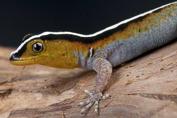 (Gonatodes vittatus)