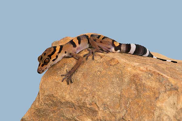 (Goniurosaurus araneus)