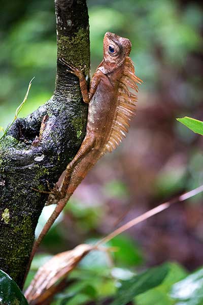 (Gonocephalus bellii)