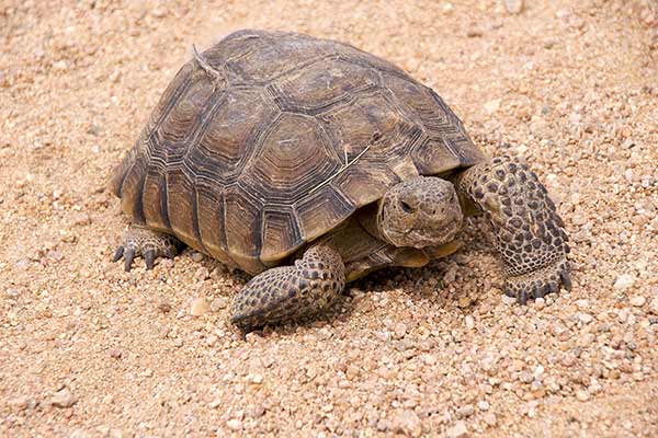 (Gopherus agassizii)