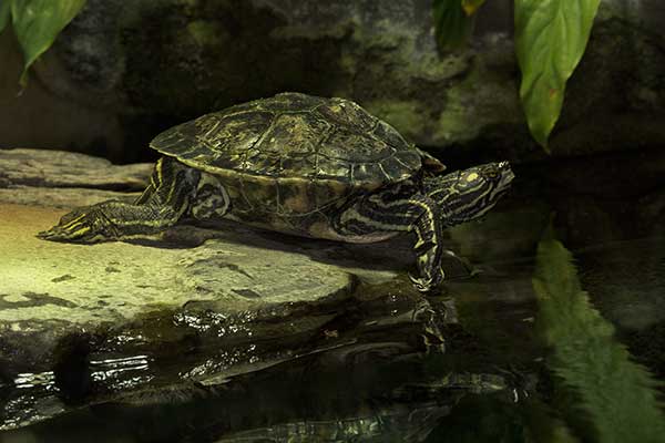 (Graptemys flavimaculata)
