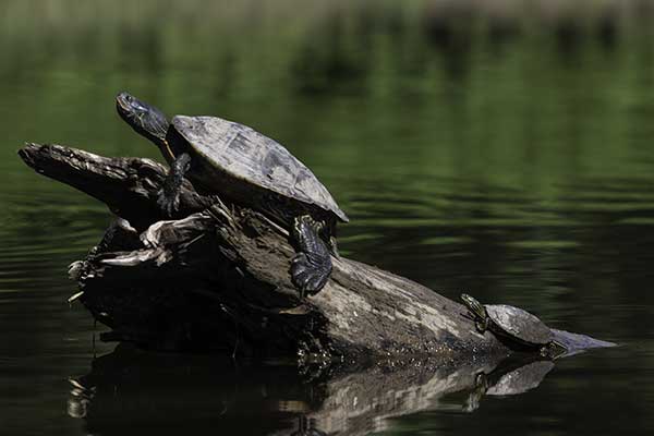 (Graptemys geographica)