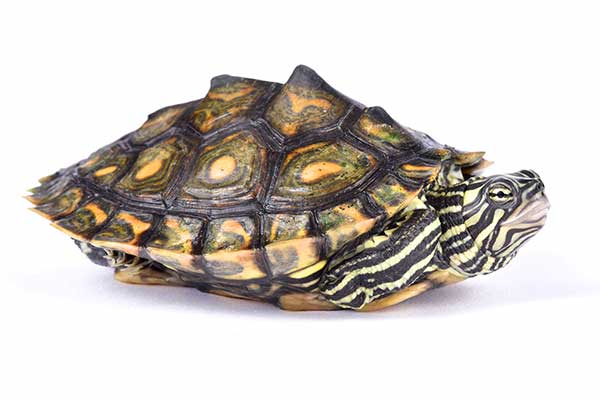 (Graptemys oculifera)