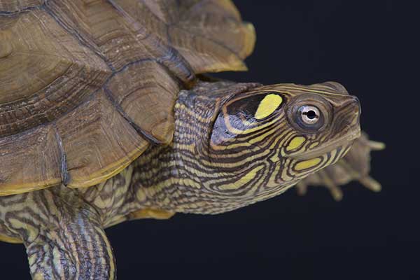 (Graptemys ouachitensis)