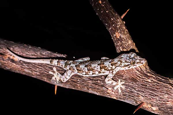 (Hemidactylus mercatorius)
