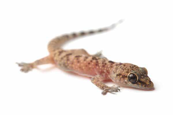 Gekon turecki (Hemidactylus turcicus)