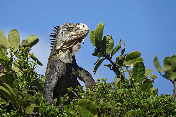 (Iguana delicatissima)