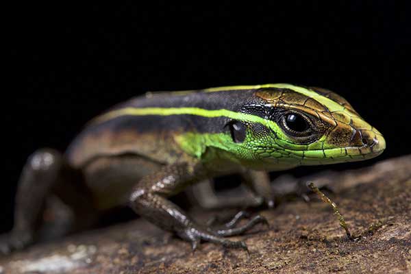 (Kentropyx calcarata)