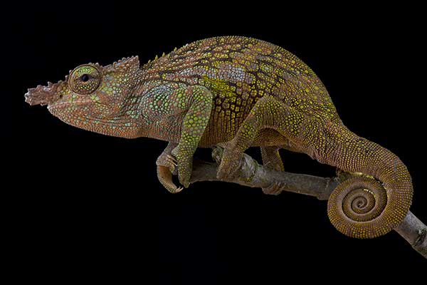(Kinyongia boehmei)