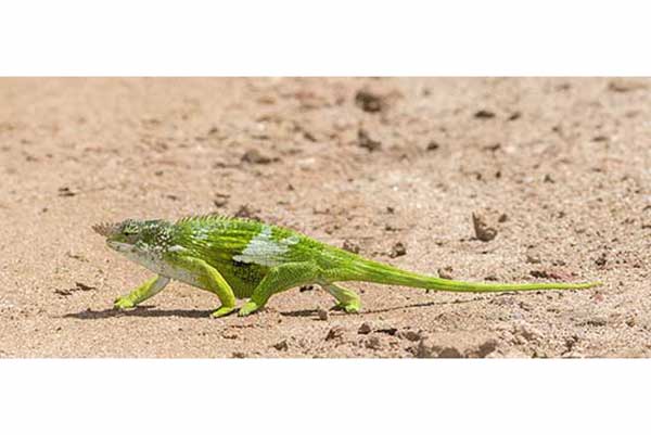 (Kinyongia multituberculata)