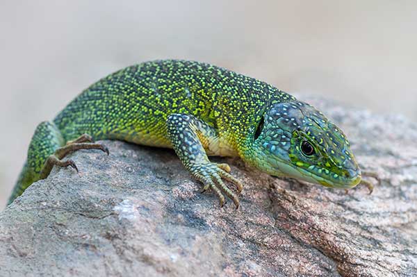 (Lacerta bilineata)