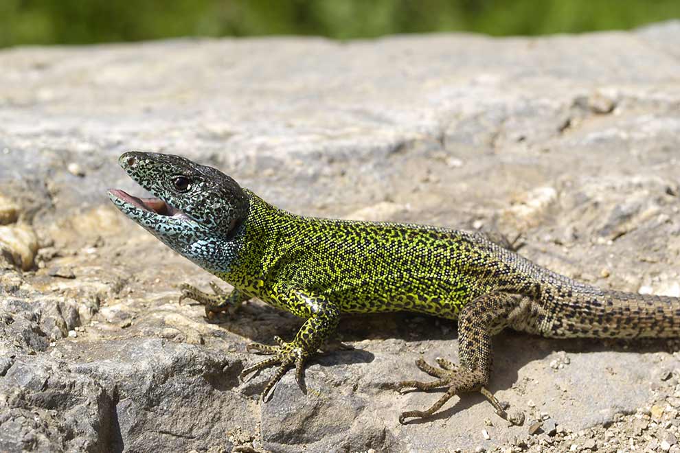 Jaszczurka hiszpańska (Lacerta schreiberi)