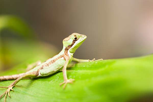 (Laemanctus serratus)