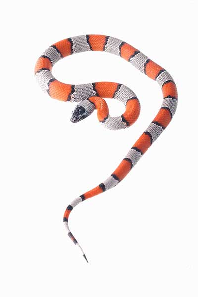 (Lampropeltis alterna)
