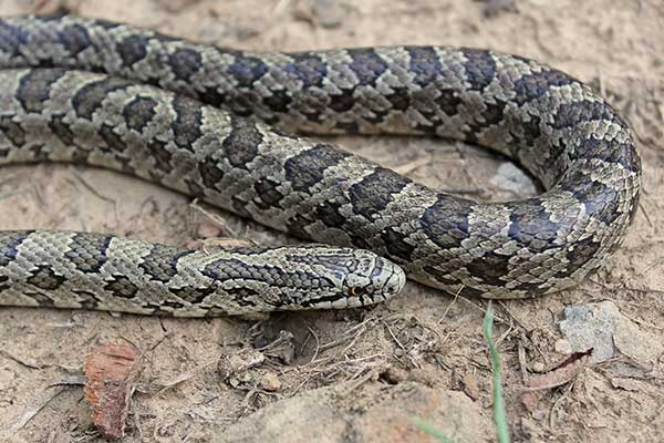 (Lampropeltis calligaster)