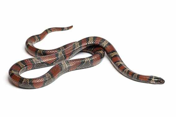 (Lampropeltis ruthveni)