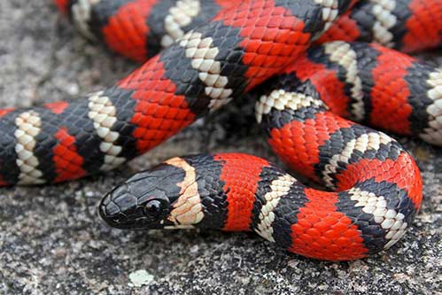 (Lampropeltis zonata)