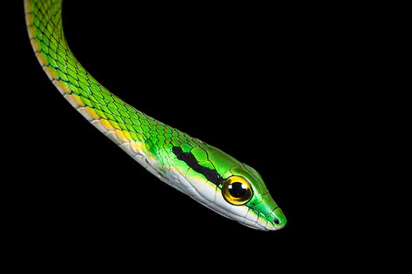  (Leptophis depressirostris)