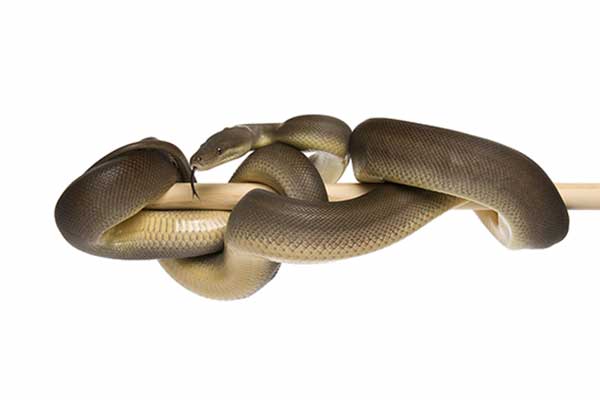 (Liasis olivaceus)