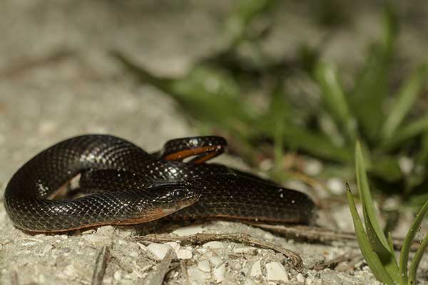 (Liodytes pygaea)