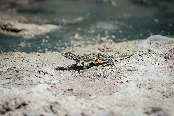 (Liolaemus fabiani)