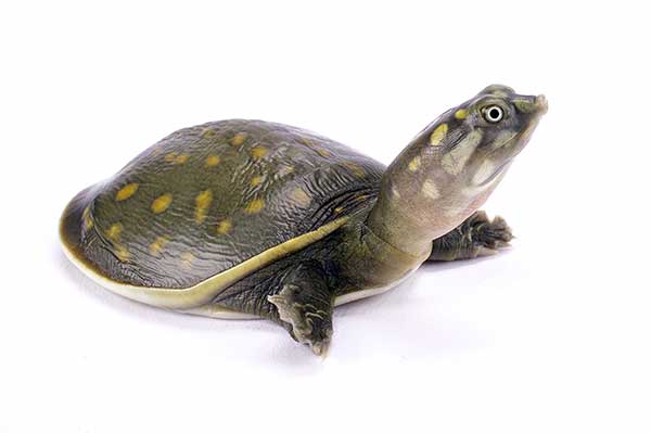 (Lissemys punctata)