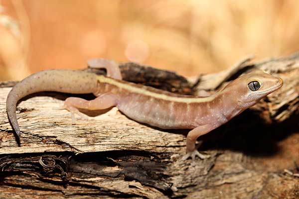 (Lucasium immaculatum)