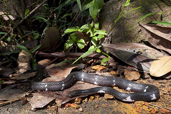 (Lycodon carinatus)