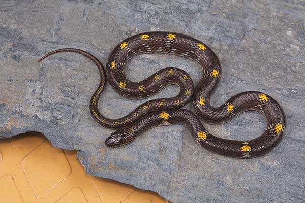 (Lycodon striatus)