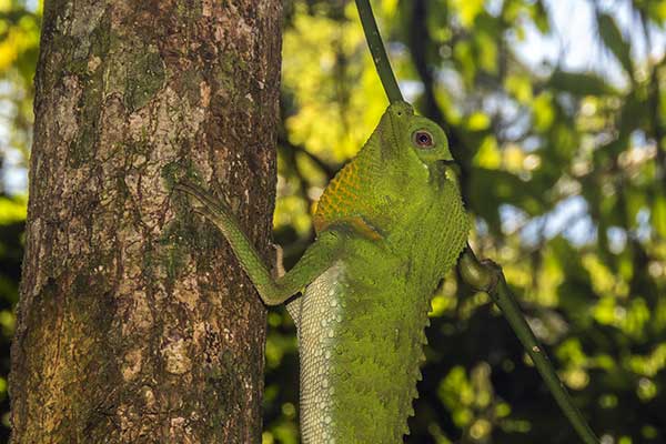 (Lyriocephalus scutatus)