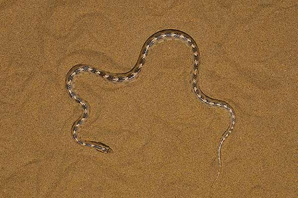 Szydłogłów diademowy (Lytorhynchus diadema)