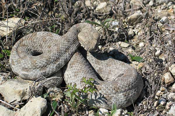 (Macrovipera schweizeri)