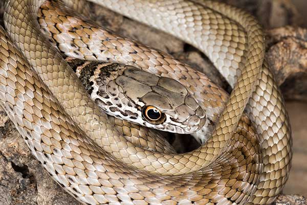 (Masticophis flagellum)