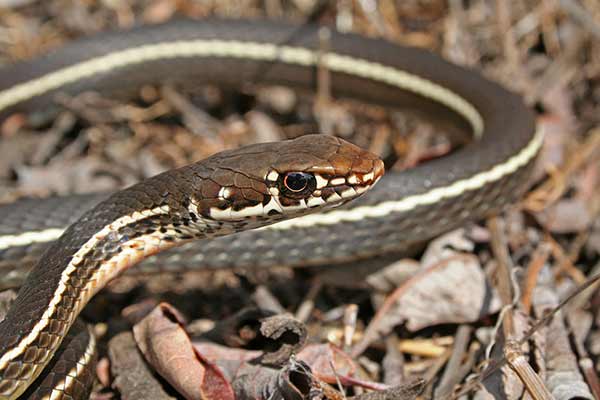 (Masticophis lateralis)
