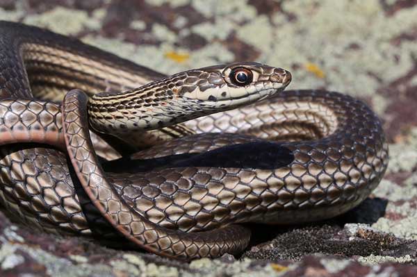(Masticophis taeniatus)