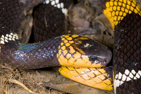 (Micrurus hemprichi)
