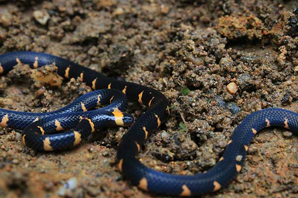 (Micrurus narduccii)