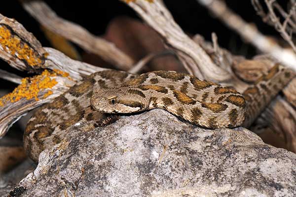 (Montivipera wagneri)