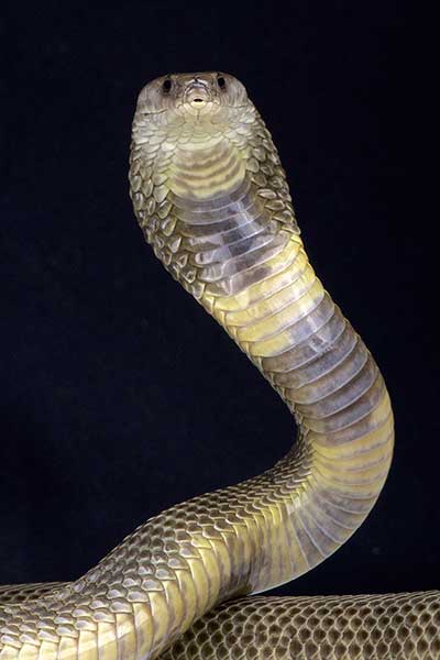 (Naja oxiana)