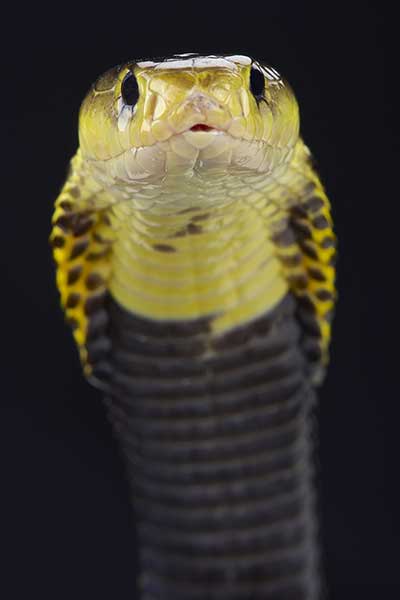 (Naja samarensis)