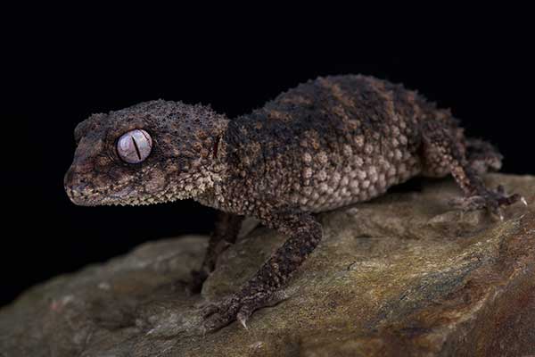 (Nephrurus asper)