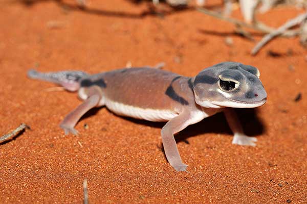 (Nephrurus laevissimus)