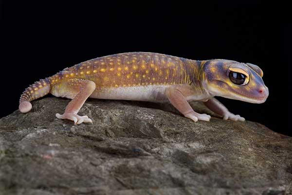 (Nephrurus stellatus)