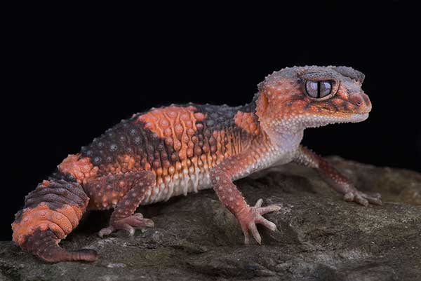 (Nephrurus wheeleri)