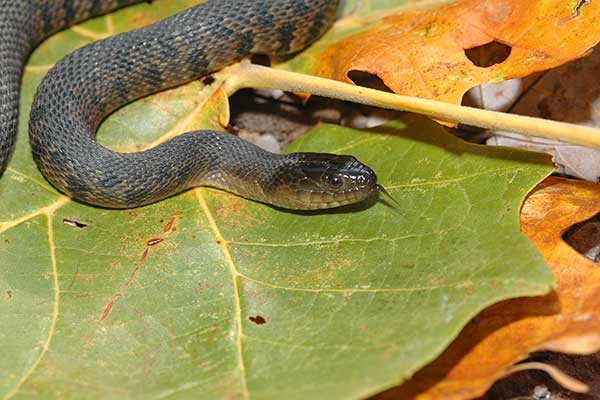 (Nerodia cyclopion)