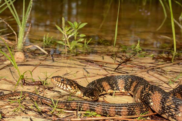 Nerodia florydzka (Nerodia fasciata)