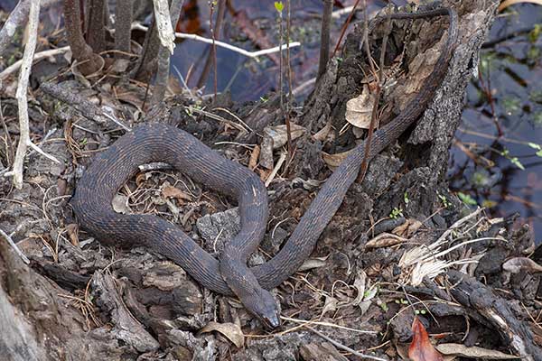 (Nerodia taxispilota)