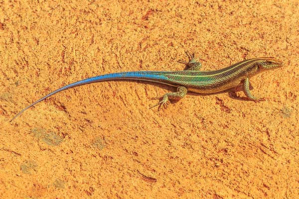 (Nucras caesicaudata)
