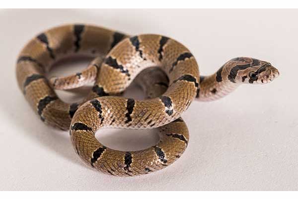 (Oligodon arnensis)