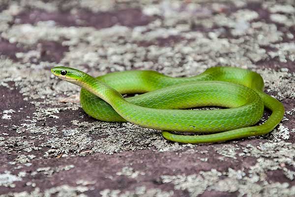 (Opheodrys vernalis)